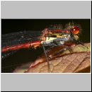 Pyrrhosoma nymphula - Fruehe Adonisjungfer 08.jpg